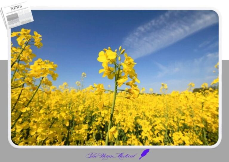 유채꽃 노란꽃 제주