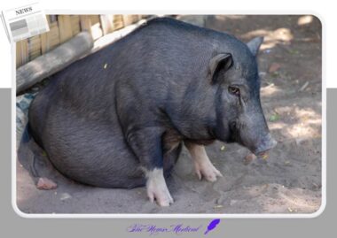 제주도 고기국수의 유래와 진화