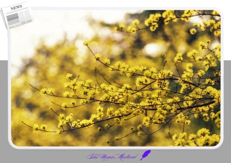 산수유꽃 노란꽃