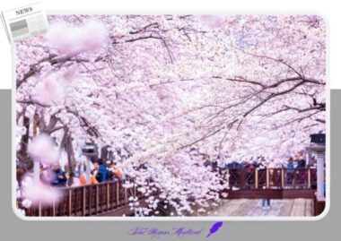 2026 진해군항제 벚꽃