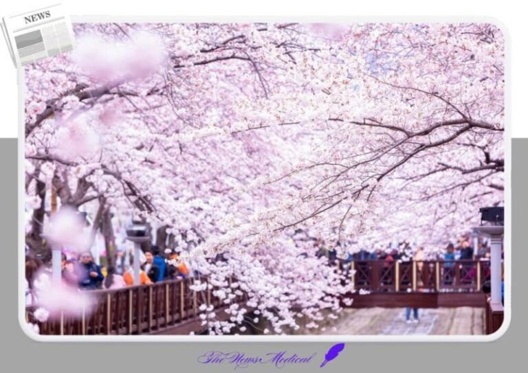 진해군항제 벚꽃축제