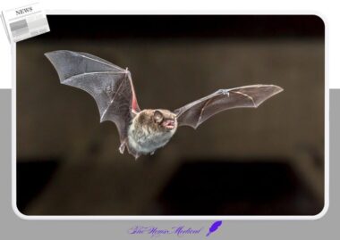 인도 니파 바이러스 확산