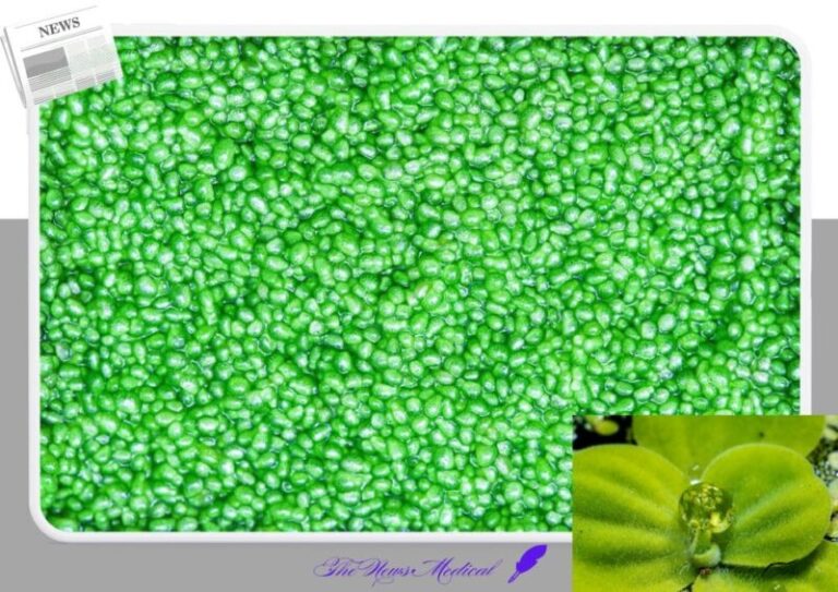 Wolffia 울프리아 작은꽃 flower 꽃화