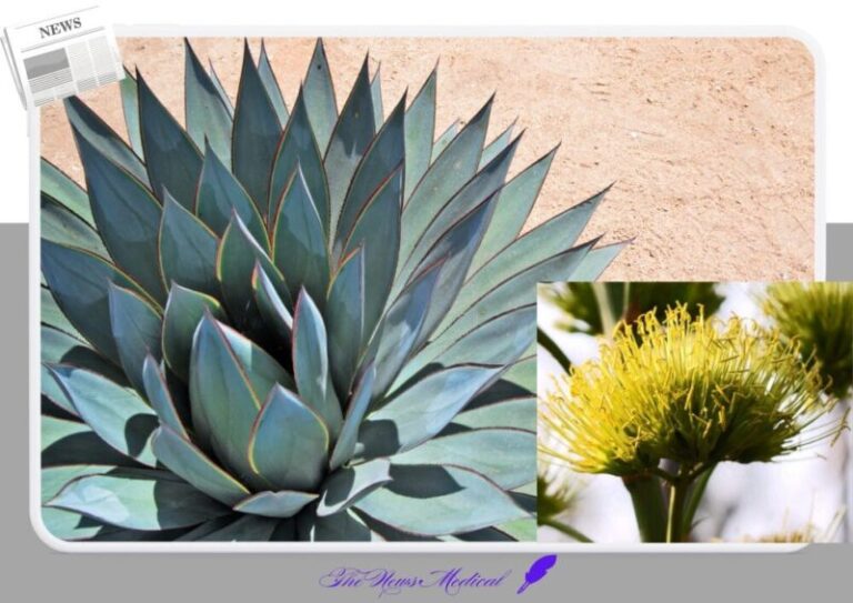 용설란 꽃화 flower