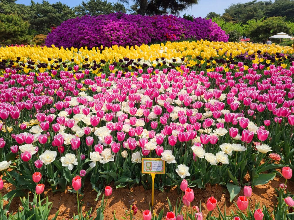 2025 태안 세계튤립꽃박람회