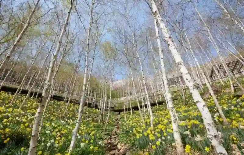 화담숲 수선화, 자작나무