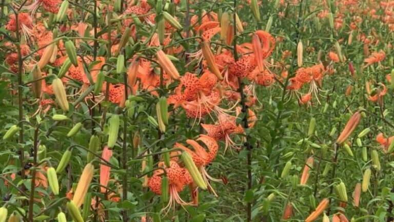 태안봄꽃정원 참나리 군락지