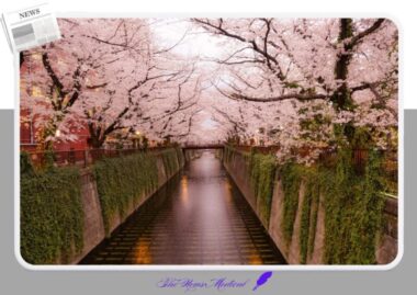 2026 진해군항제 벚꽃