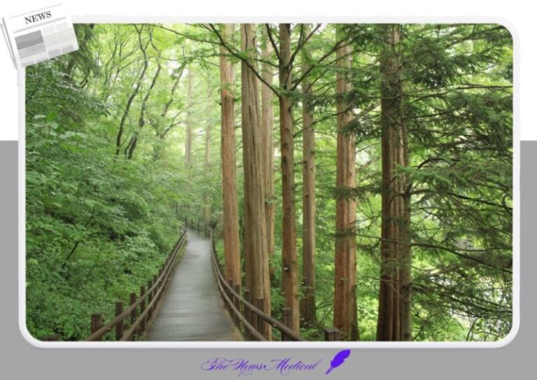 피톤치드 나무숲 산책