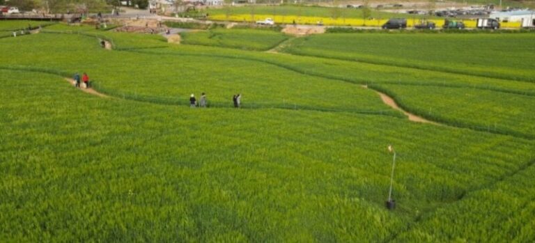고창 청보리밭 축제-1