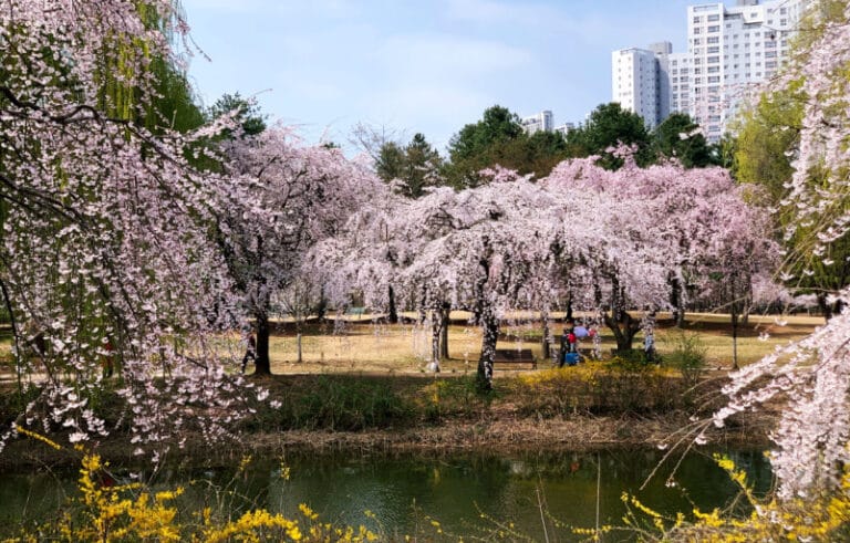 호수공원 벚꽃