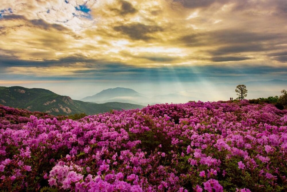 2025 황매산 철쭉제 개막