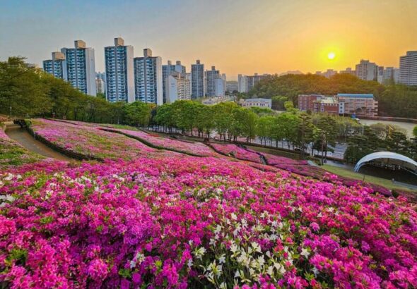 군포철쭉축제-2