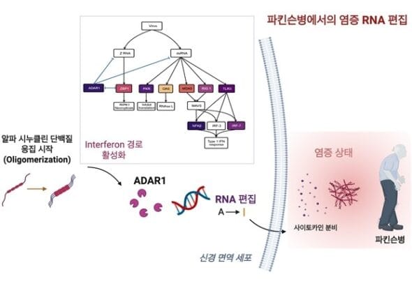파킨슨병에서의 RNA 편집 KAIST 제공