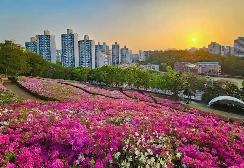 군포철쭉축제, 꽃밭, 아파트