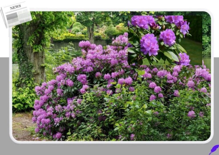 철쭉 꽃화 보라꽃