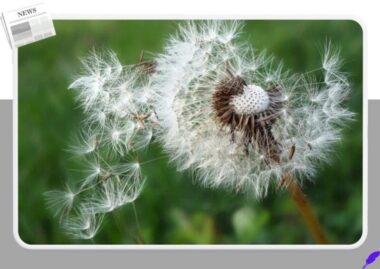 한국인 5명 중 1명이 앓는 알레르기 비염