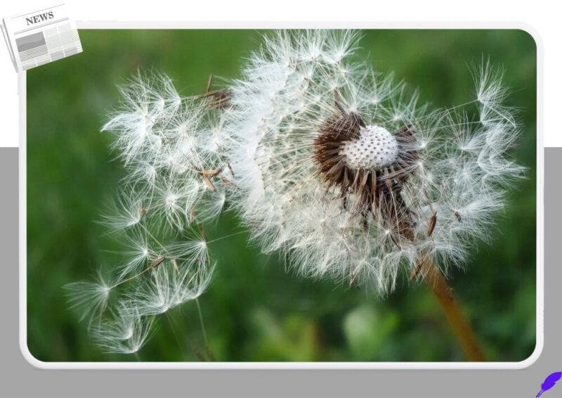 한국인 5명 중 1명이 앓는 알레르기 비염