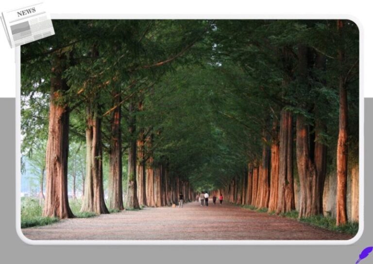 담양 메타세쿼이아길