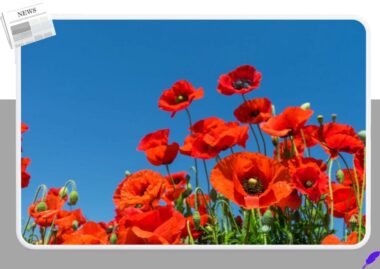 붉은 양귀비가 전쟁 희생자를 추모하는 이유