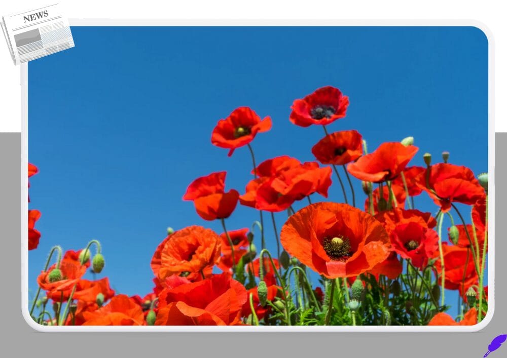 2025 전국 꽃양귀비 명소