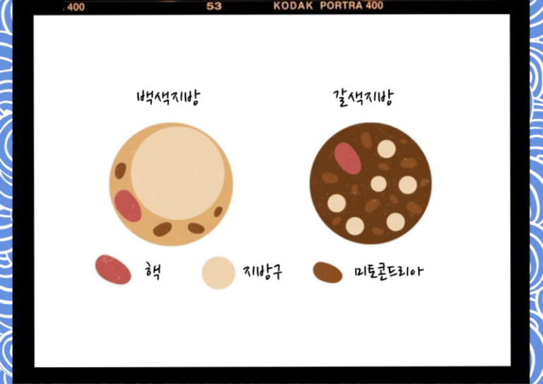 갈색지방 백색지방