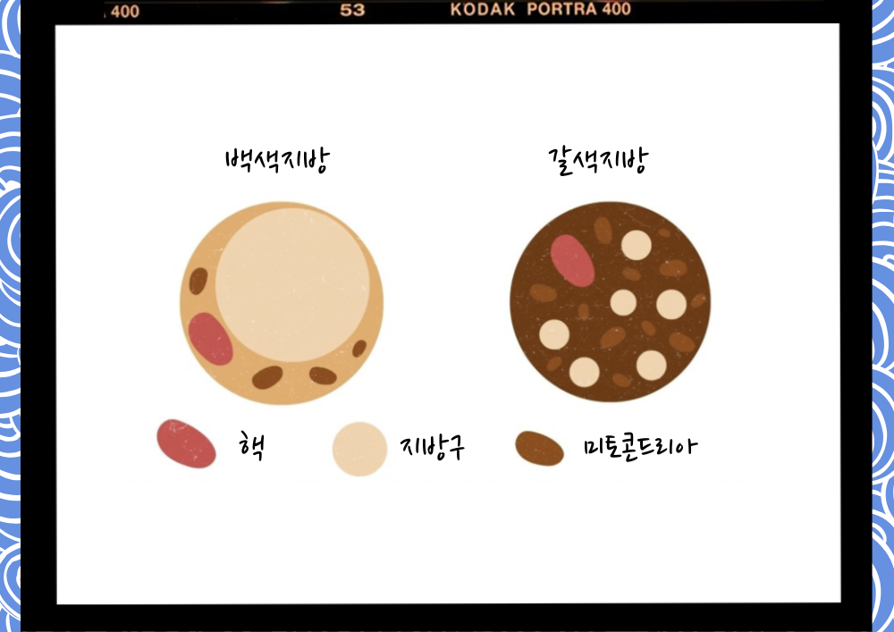 갈색 지방의 놀라운 비밀