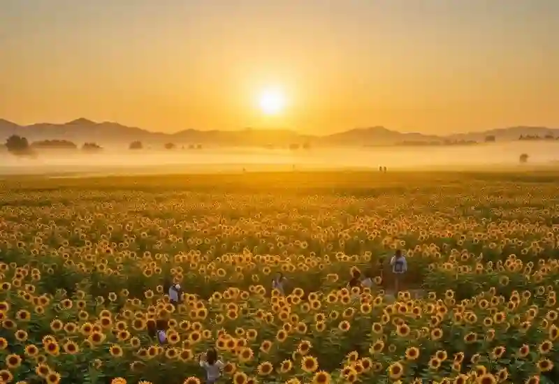 태백 해바라기 축제 2025