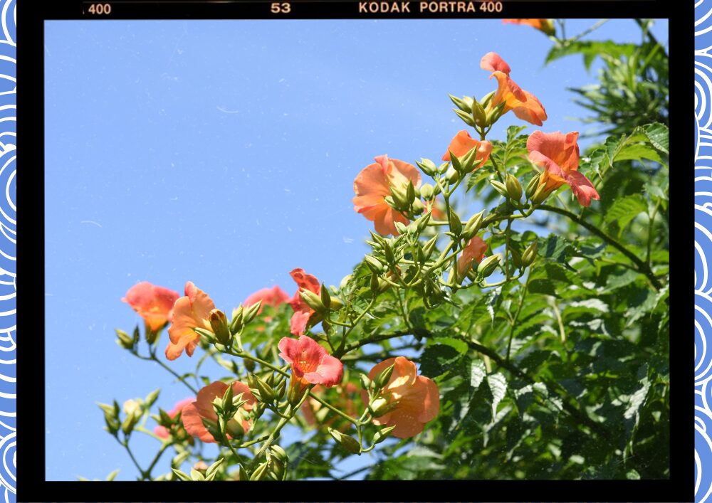 제주 여름꽃 능소화축제 2025