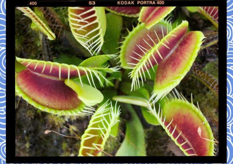 파리지옥 Flytrap