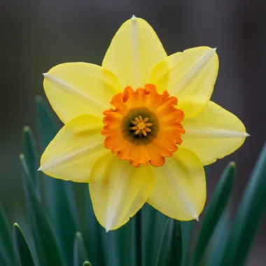 1월의 탄생화들