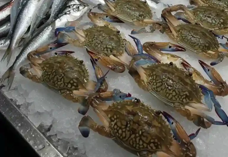 2025 서천 홍원항 자연산 전어 꽃게 축제