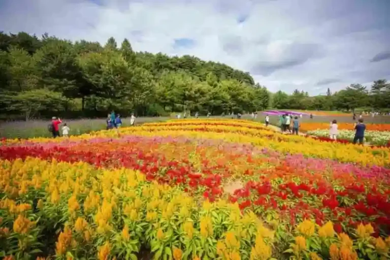 인제꽃축제, 꽃밭, 꽃길(사진=더뉴스메디칼)