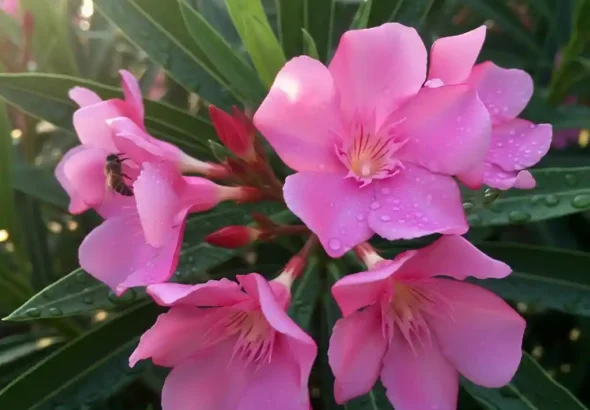 단 한 조각으로 성인 사망? '이 식물' 잎사귀의 치명적 진실