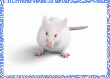 근육의 어원은 작은 쥐