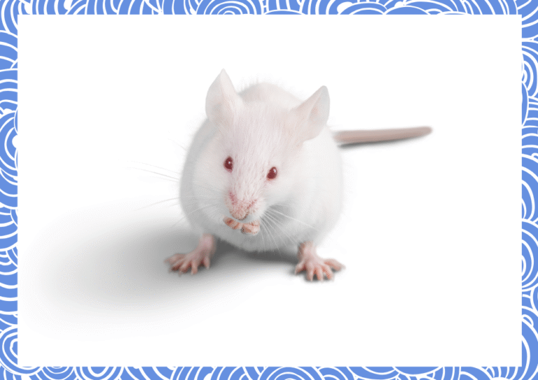 흰쥐, 생쥐, 하얀쥐, 작은쥐