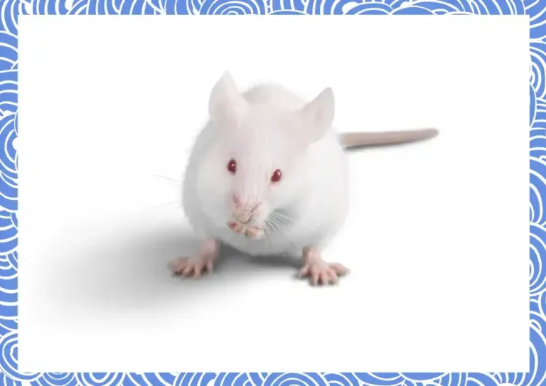 흰쥐, 생쥐, 하얀쥐, 작은쥐, 동물(사진=캔바 제공)