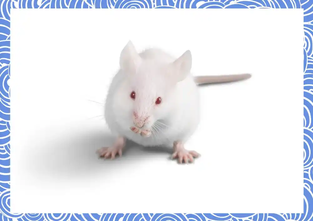 근육의 어원은 작은 쥐