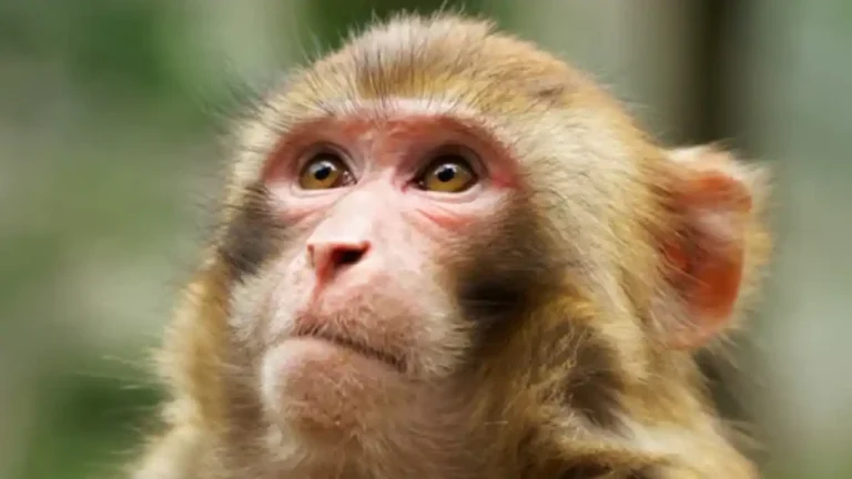 원숭이,영장류,동물(사진=더뉴스메디칼)