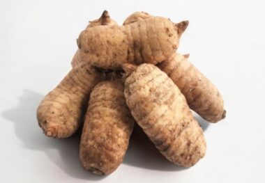 천마 속 가스트로딘