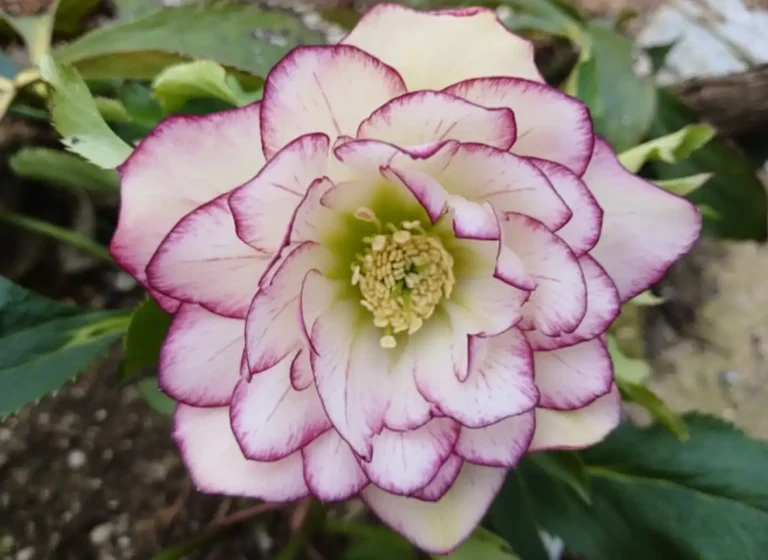 크리스마스로즈_ai_edited_resized