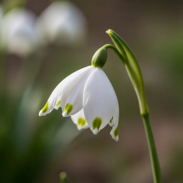 12월 19일의 탄생화 스노플레이크