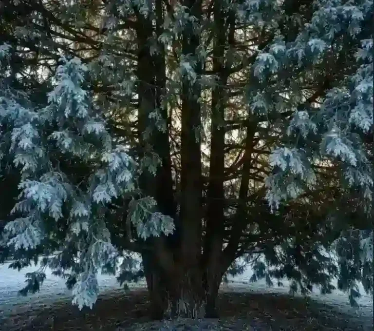 1월 11일 탄생화 측백나무