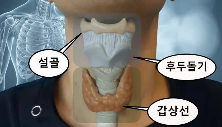 설골, 갑상선, 후두돌기