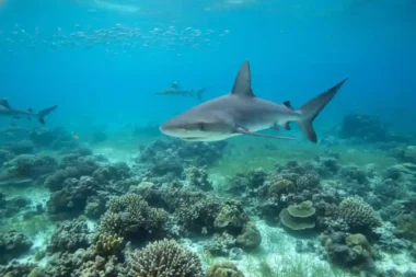 상어도 암에 걸린다