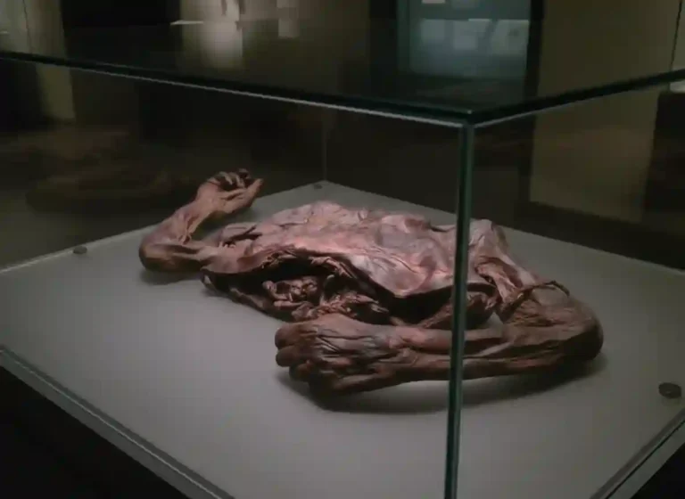 습지미라, 보그바디_edited_resized