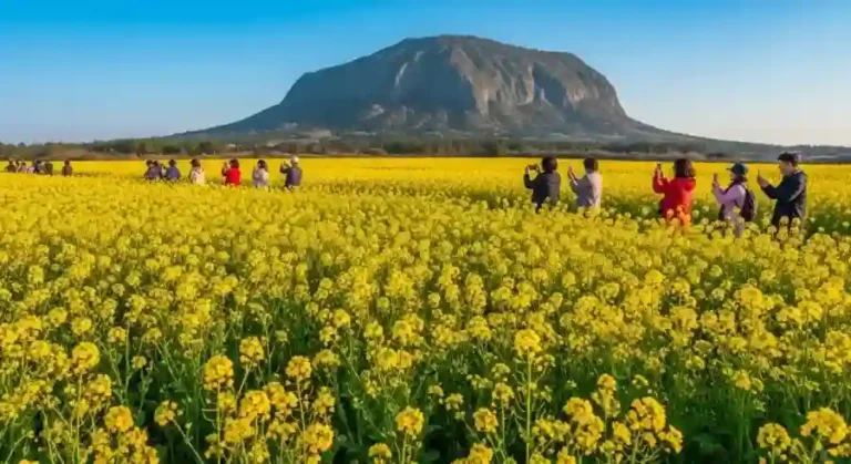 2026년 유채꽃 향연