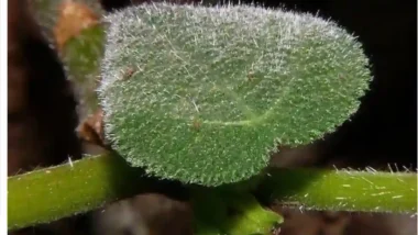 지옥의 고통 부르는 악마의 잎