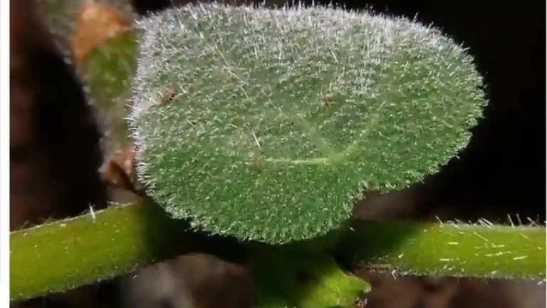 짐피짐피, 식물, 가시 (2)