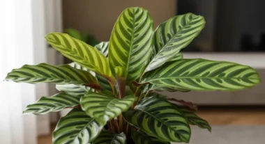 밤마다 잎을 모아 기도하는 칼라테아